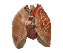 Real Human Lungs For Sale