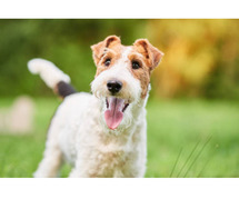 Fox Terrier Wire Puppies for Sale in Mumbai