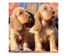 Cocker Spaniel Puppies for Sale in Mumbai