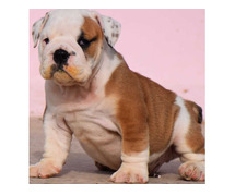 British Bulldog Puppies Price in Pune