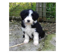 Border Collie Puppies for Sale in Ahmedabad