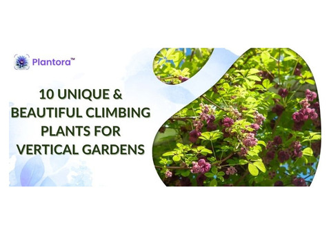 Unique & Beautiful Climbing Plants For Vertical Gardens