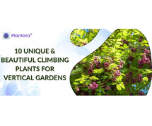 Unique & Beautiful Climbing Plants For Vertical Gardens