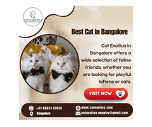 Himalayan Kittens in Bangalore | Cat in Bangalore