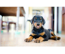Doberman Pinscher Puppies for Sale in Ahmedabad