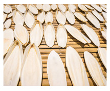 Cuttlefish Bones Wholesale in Tuticorin | Omni Products Export Company