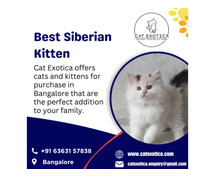 Purebred Siberian Kittens for sale in Bangalore | Catexotica