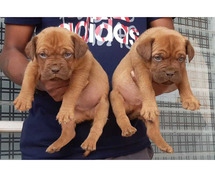 French Mastiff Puppies for Sale in Ahmedabad