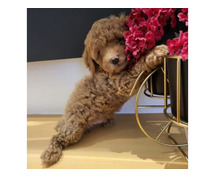 Pet Buy | Bullmastiff Puppies For Sale