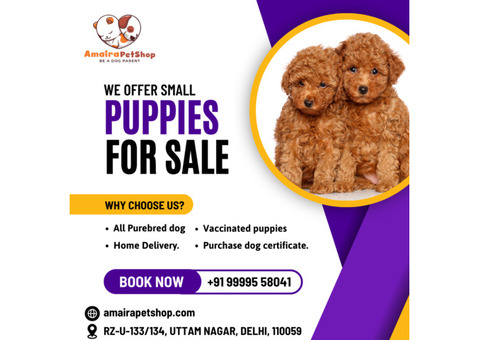 Teacup Poodle Puppies | Toy Poodle Puppies - Amaira Pet Shop