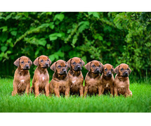 Rhodesian Ridgeback Puppies for Sale in Kolkata