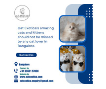 catexotica | Buy Cats and Kittens for Sale in Bangalore
