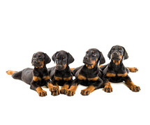 Doberman Pinscher Puppies for Sale in Kolkata