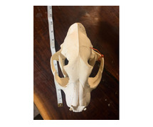 Real Animal Skulls For Sale