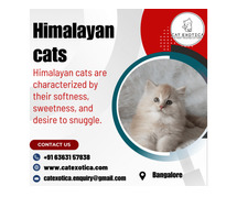 Himalayan Cat for Sale in Bangalore | catexotica