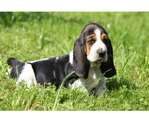 Basset Hound Puppies for Sale in Indore