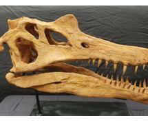 Spinosaurus aegypticus skull for sale