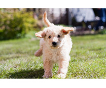 Labradoodle Puppies for Sale in Patna