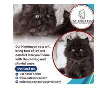Catexotica | Find Purebred Himalayan Kittens for sale in Bangalore