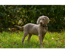 Weimaraner Puppies for Sale in Patna