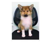 Rough Collie Puppies for Sale in Patna