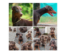 Doberman Pinscher Puppies for Sale in Kochi