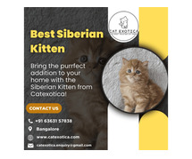 Purebred Siberian Kittens for sale in Bangalore | Buy Siberian Cat in Bangalore