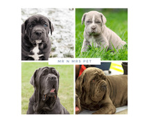 Neapolitan Mastiff Puppies for Sale in Kochi