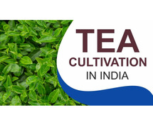 The Essence of Tea in India: Cultivation and Prominent Regions