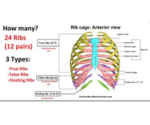 How Many Ribs Do Humans Have - Are men missing a rib