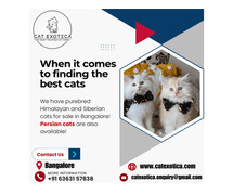 Cats in Bangalore | Buy Cats for Sale Online in Bangalore