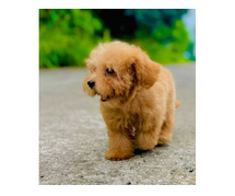 Cockapoo Puppies for Sale in Guwahati