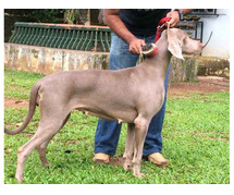 Weimaraner Puppies for Sale in Guwahati