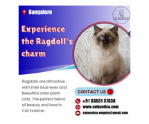 Purebred Ragdoll Kittens for sale in Bangalore | catexotica