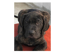 Presa Canario Puppies for Sale in Chandigarh