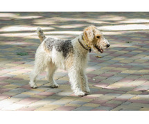 Fox Terrier Wire Puppies for Sale in Chandigarh