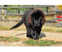 Newfoundland Puppies for Sale in Chandigarh