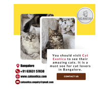 Persian cats for sale in Bangalore | Persian Cat in Bangalore