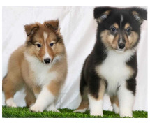 Rough Collie Puppies for Sale in Chandigarh