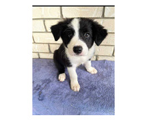 Border Collie Puppies for Sale in Agra