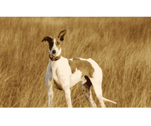 Mudhol hound Puppies for Sale in Agra