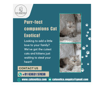 Ragdoll Kittens in Bangalore | Buy Ragdoll Kittens in Bangalore