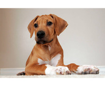 Rhodesian Ridgeback Puppies for Sale in Agra