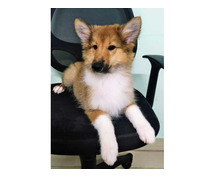 Rough Collie Puppies for Sale in Agra