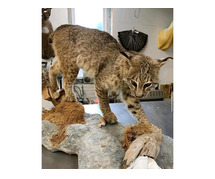 Bobcat taxidermy mounts for sale