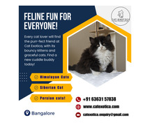 Kittens in Bangalore | Persian Kittens for Sale in Bangalore