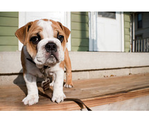 British Bulldog Puppies for Sale in Agra