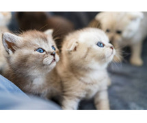 British Longhair Kitten in Bhubaneswar