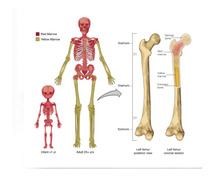 Ribs Bone Marrow Human: A Comprehensive Guide