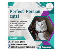 Best Persian Cat in Bangalore | Cat in Bangalore